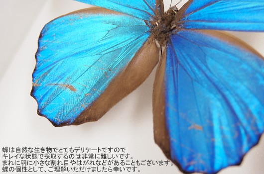 レテノールモルフォ , 蝶の標本 販売・通販のNatureShop|モルフォや 